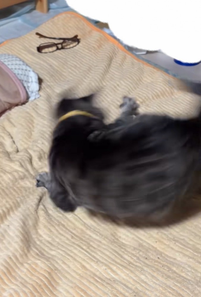 回転する猫2