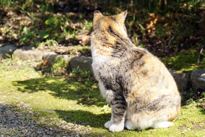 外で暮らす猫