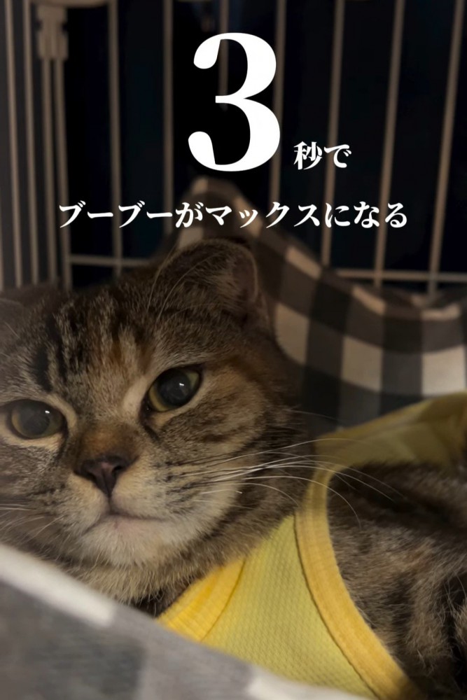 ハンモックに乗る猫