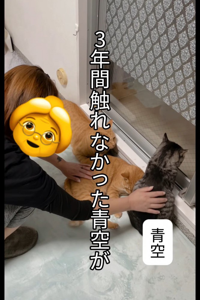 なでられる猫