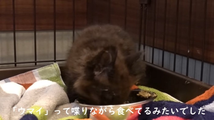 ごはんを食べる猫