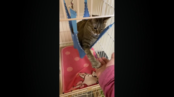猫パンチ2