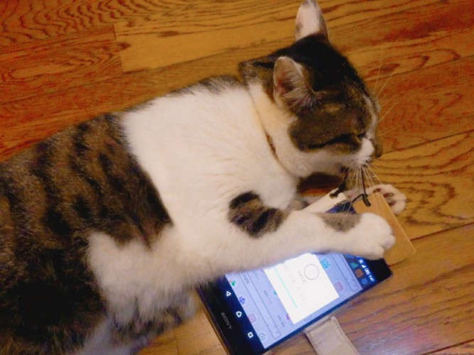 スマホと同期中の猫