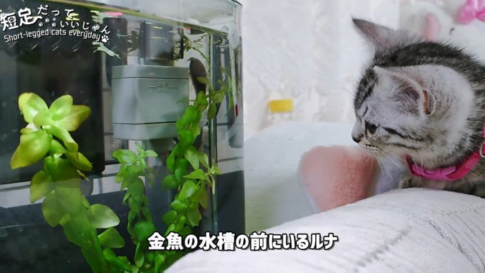 水槽を見る子猫