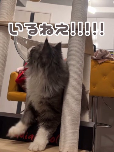 後ろを向く猫