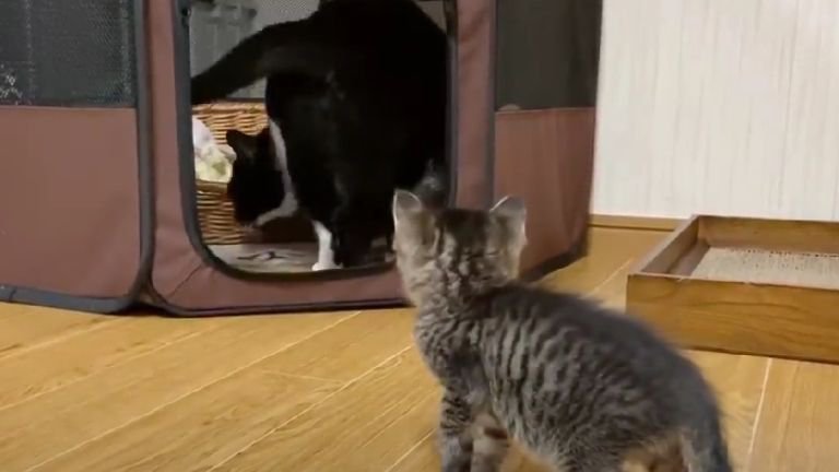 ハウスの中へ入る猫と見つめる子猫