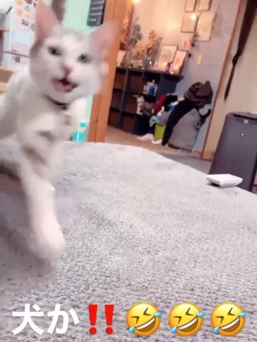 走ってくる猫