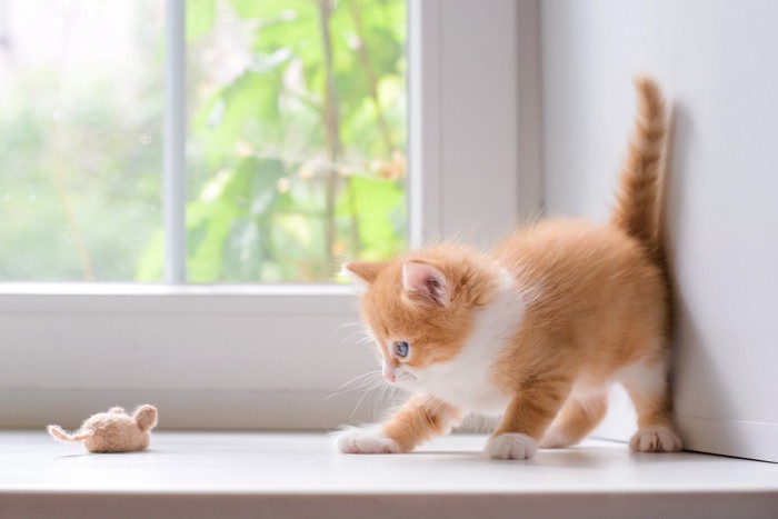 ねずみのおもちゃと遊ぶ子猫