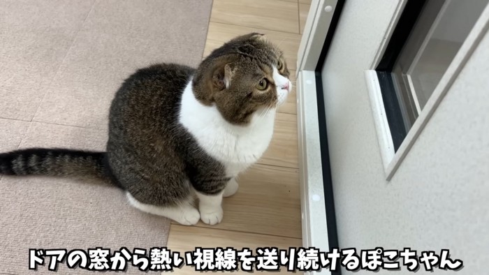 座る猫