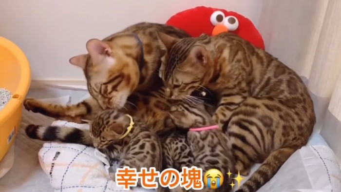 同じポーズの成猫2匹と子猫たち