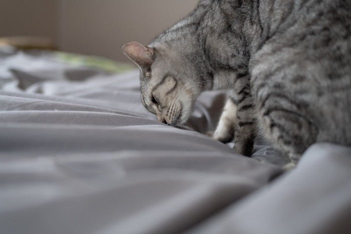 布団のニオイを嗅ぐ猫