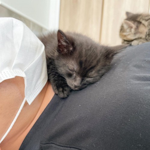 男性の上で寝る4匹の子猫