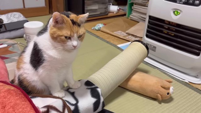 ヒーター用ダクトに前足を乗せる猫