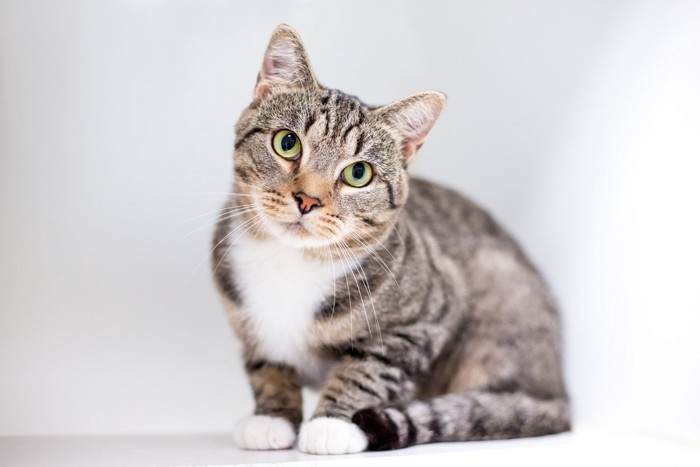 お座りして首をかしげている猫