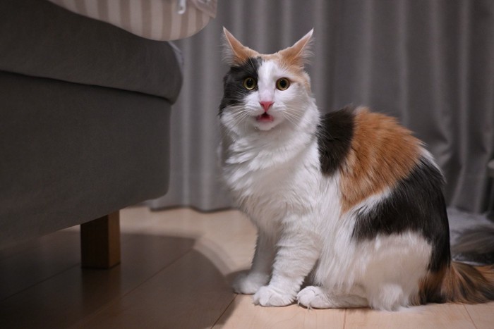 フレーメン反応する三毛猫