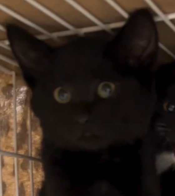 緊張した面持ちで投稿者を見つめる黒い子猫