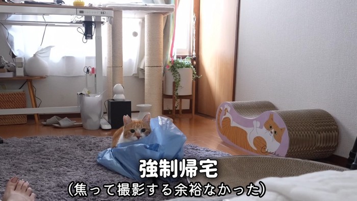 袋に入りこちらを見る猫