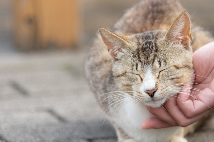 撫でられている猫