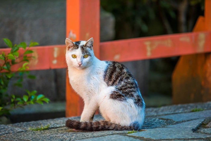 神社で座っている猫