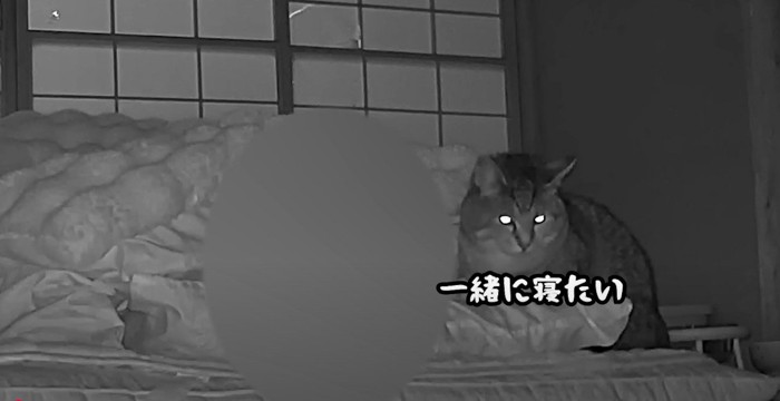 暗がりで布団の近くに猫