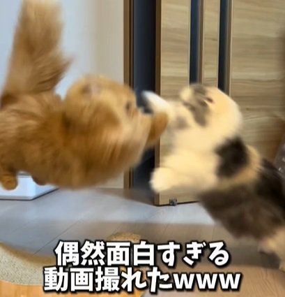 ジャンプする二匹の猫（偶然面白すぎる動画撮れたwww）