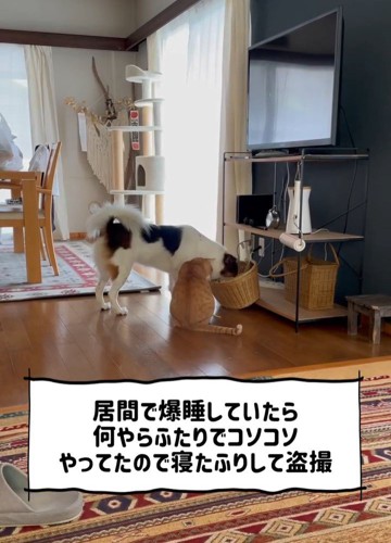 カゴをのぞく猫と犬