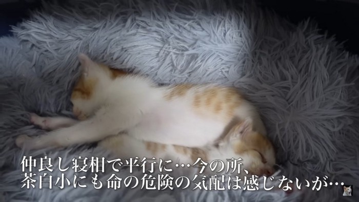 キャリーバッグの中にいる子猫