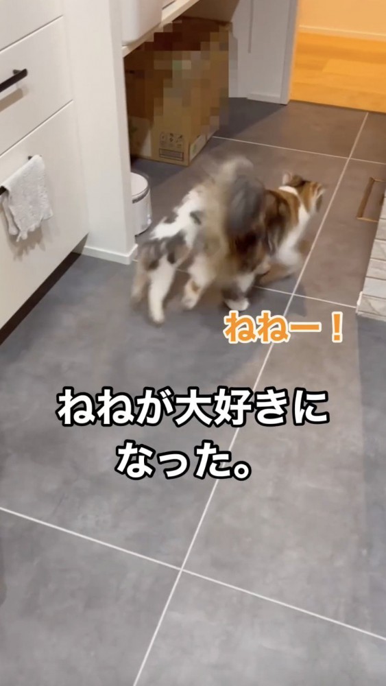 先住猫と一緒に行動する子猫