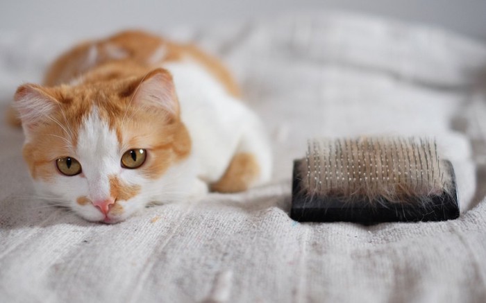 ブラシの隣でくつろぐ猫