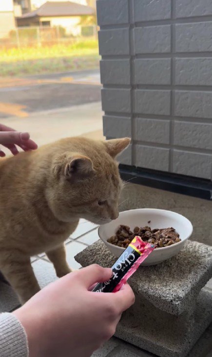 ごはんを食べる猫