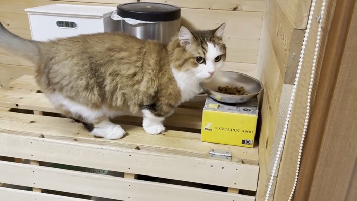 ごはんのお皿に向かう猫ちゃん