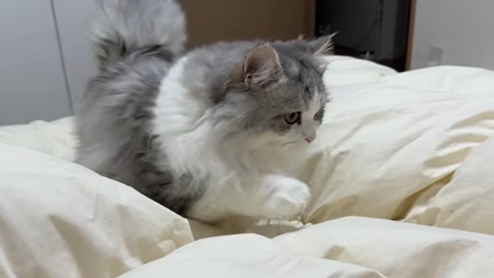 布団の上を歩く猫