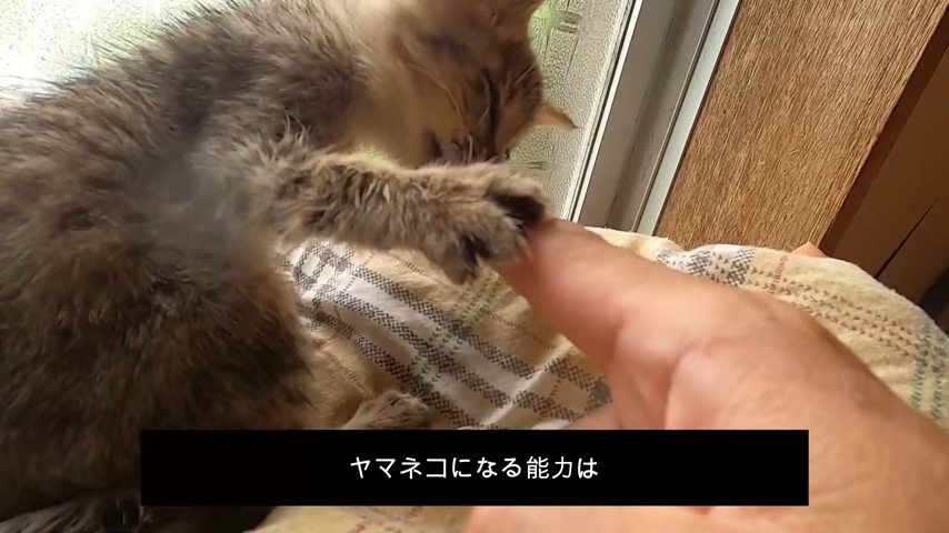 人の手にじゃれる子猫