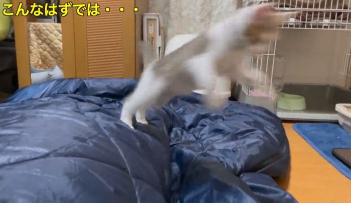 寝ている飼い主の上からジャンプする子猫