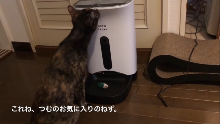 ネズミのおもちゃを置く猫