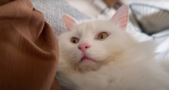 猫のアップ