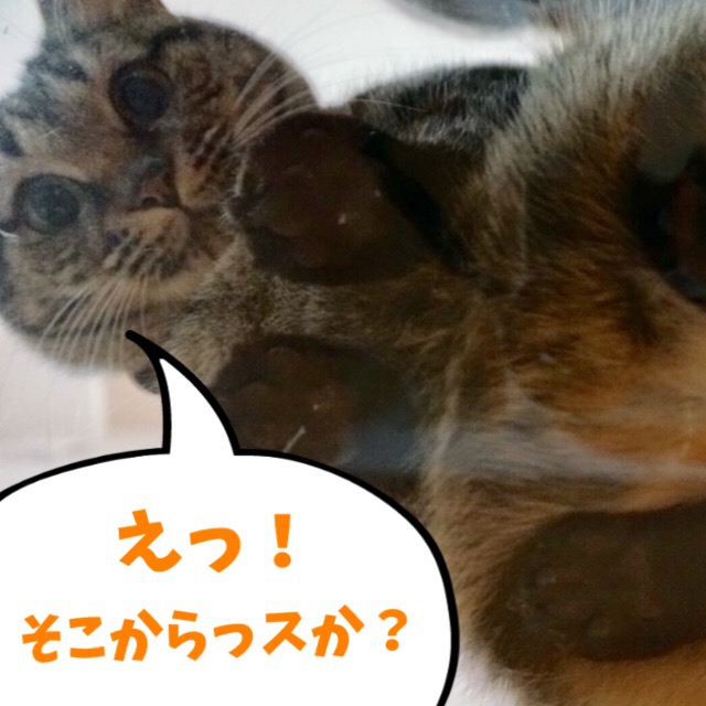 のぞく猫