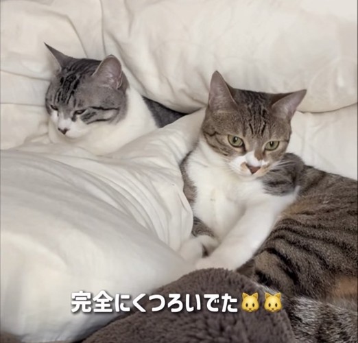 ベッドでくつろぐ2匹の保護猫