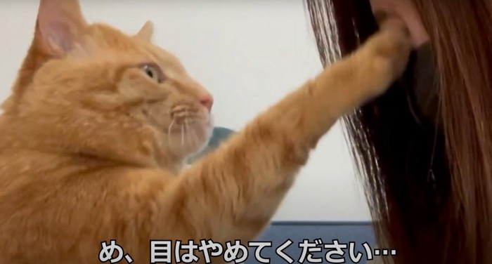 目を触る猫