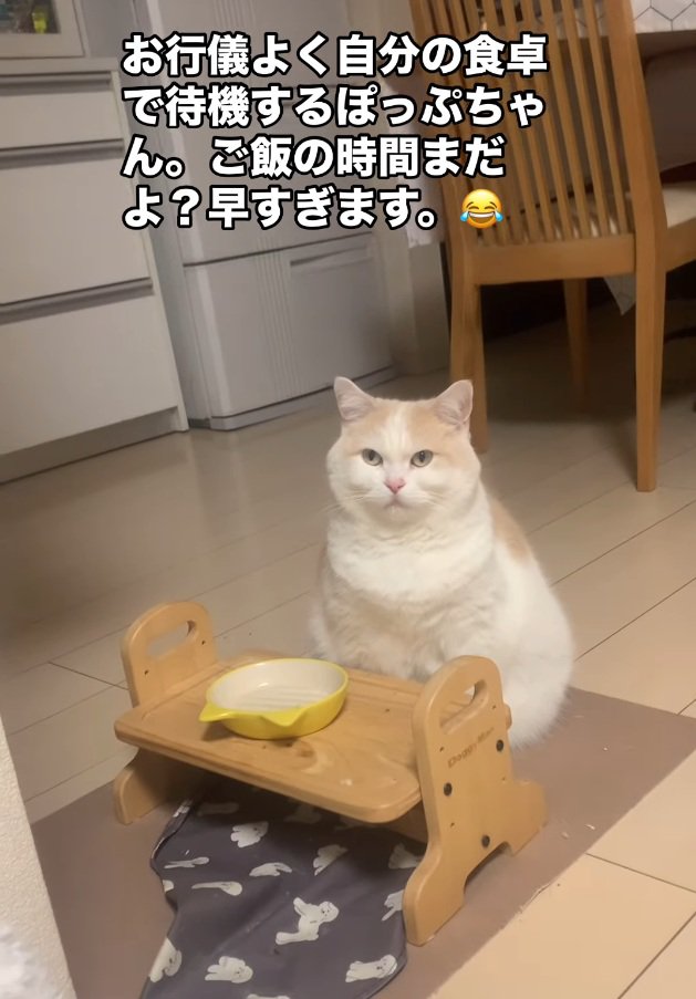 飼い主さんを見続けるぽっぷちゃん