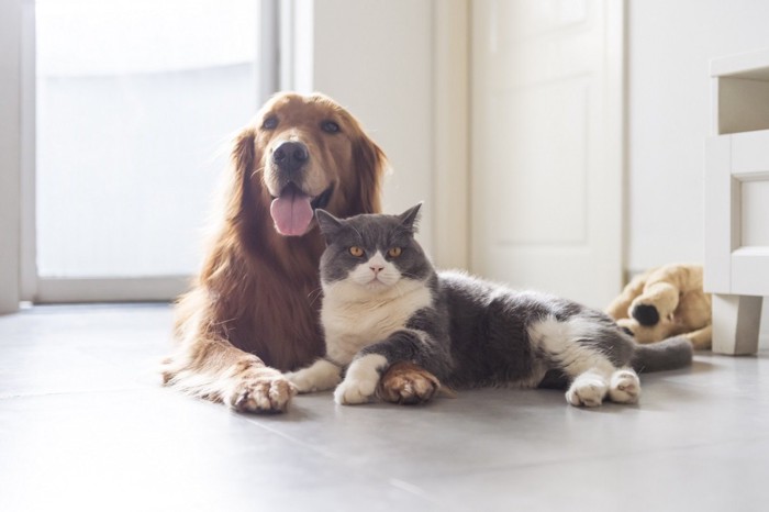 犬と猫