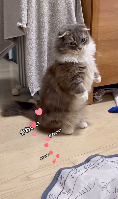 立ったままの猫
