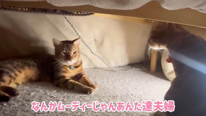 寝そべる猫とおすわりする猫