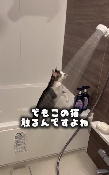 シャワーを見ている猫