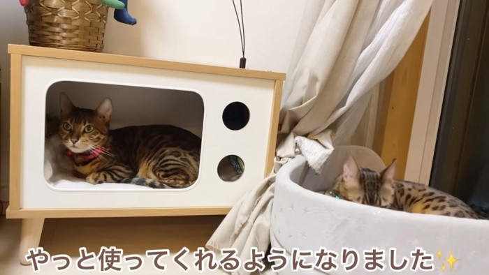 テレビ型の猫ベッドに入る猫と隣で寝そべる猫