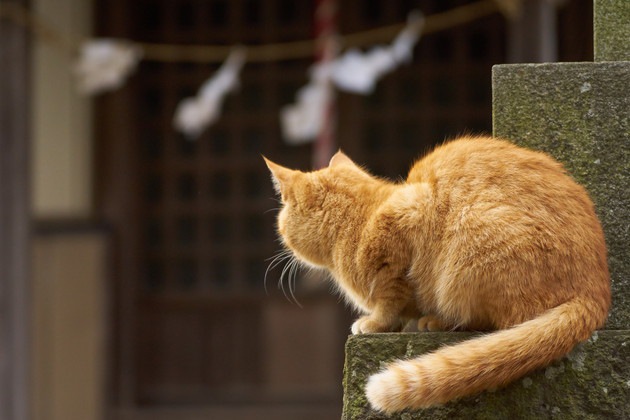 神社と猫の後ろ姿