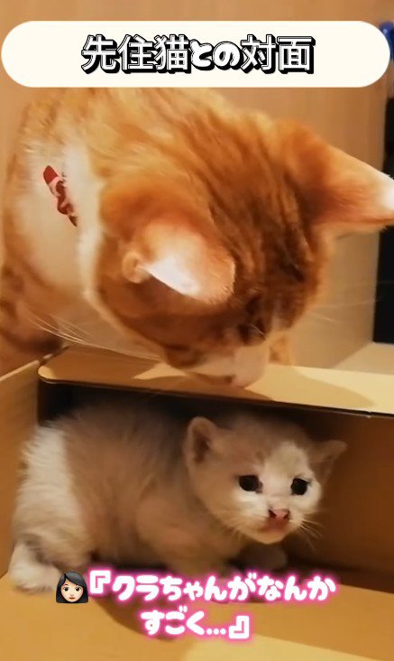 子猫を見守る猫