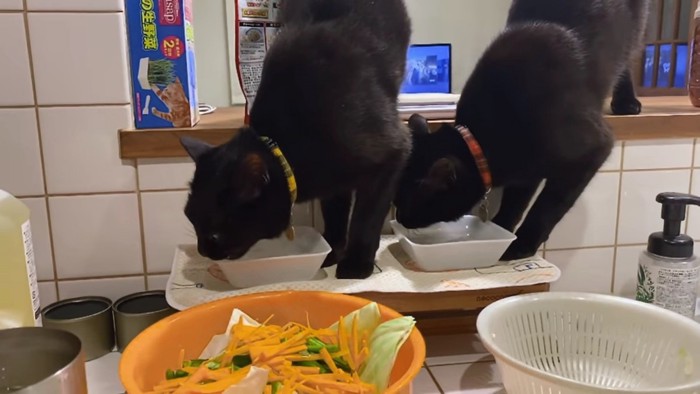 同時に水を飲む猫