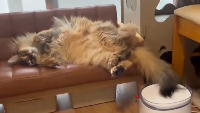 シッポを水につけるなーさん