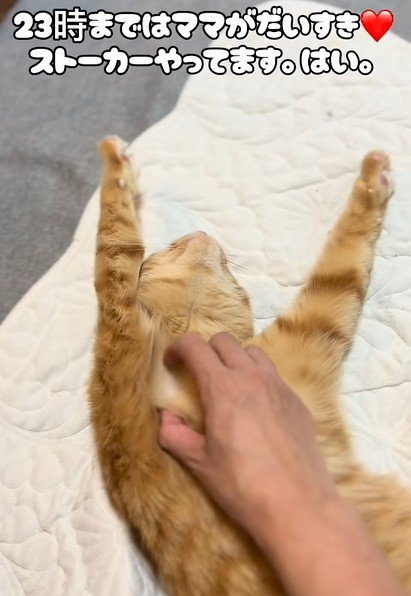 お腹をなでられる猫